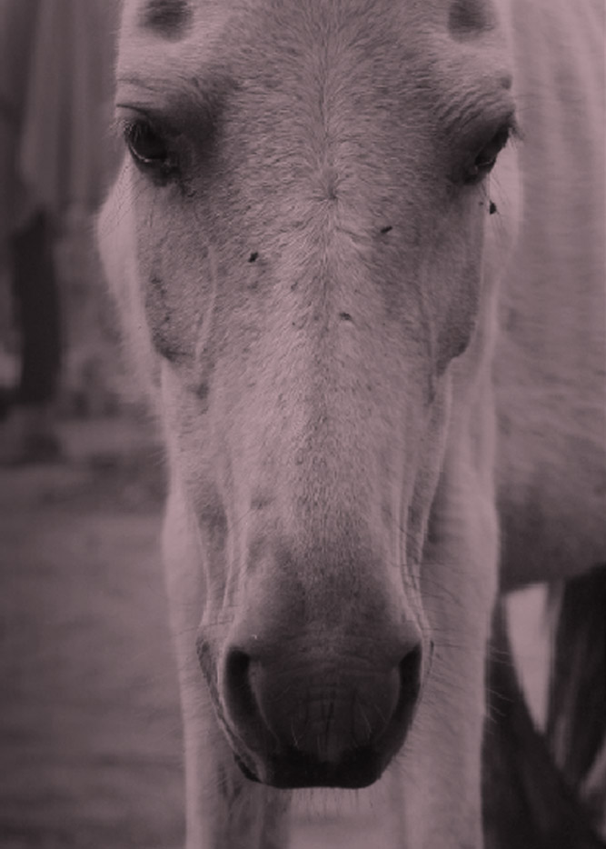 Horse and Hunk