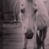 Horse and Hunk kalender 2024 - Afbeelding 2